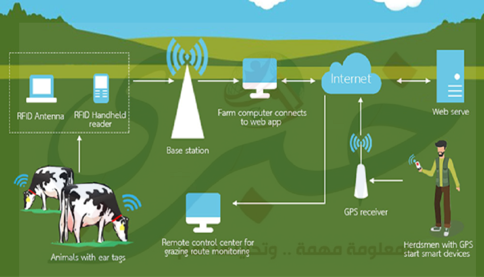 Radio frequency Identification للحيوانات 1