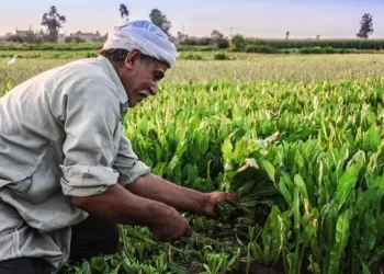 مبادرة إعفاء المزارعين المتعثرين من سداد الفوائد والغرامات