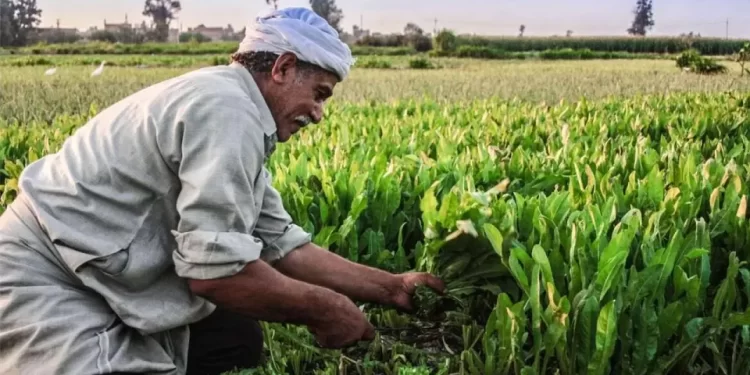 مبادرة إعفاء المزارعين المتعثرين من سداد الفوائد والغرامات