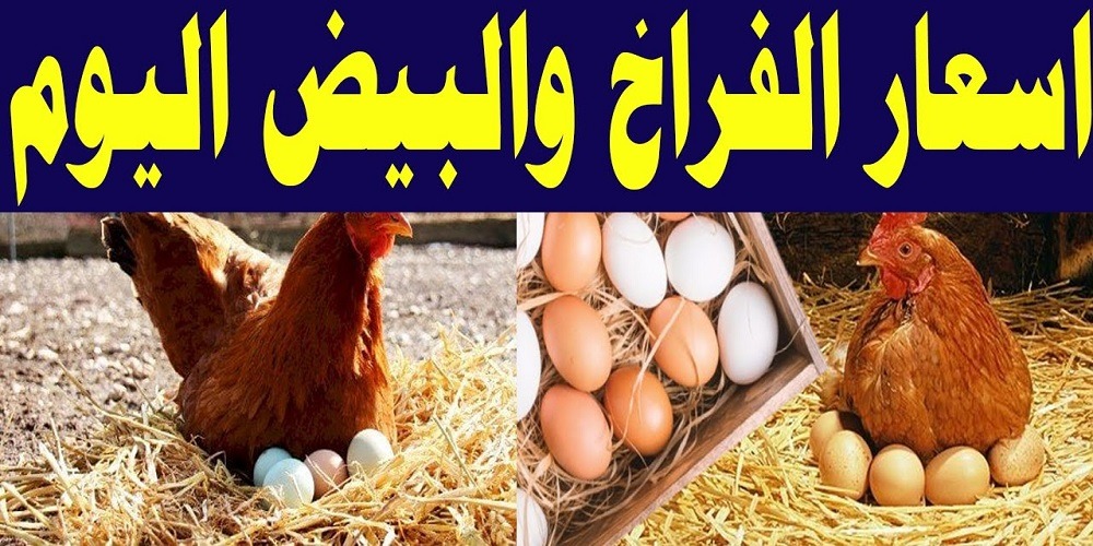 أسعار الفراخ - البيض - الدواجن