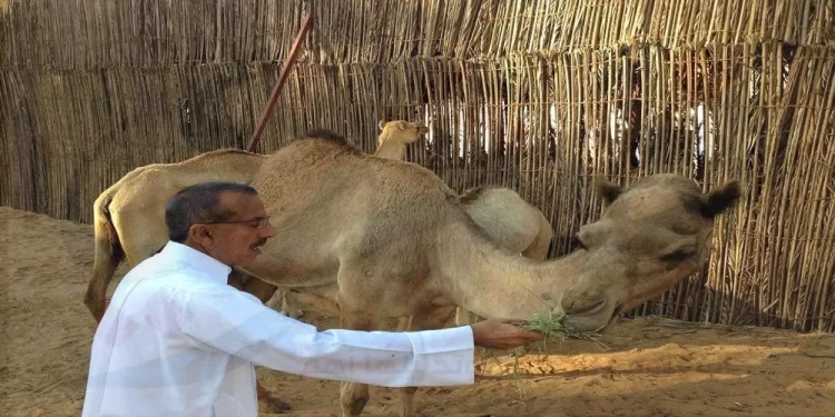 خلف الحبتور اعتز بعلاقتي الوطيدة مع الإبل لأنها كانت جزء من حياتنا